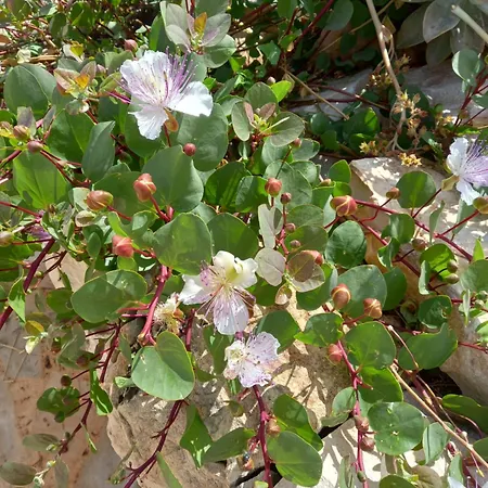 Vakantiehuis Citta Felice Scicli