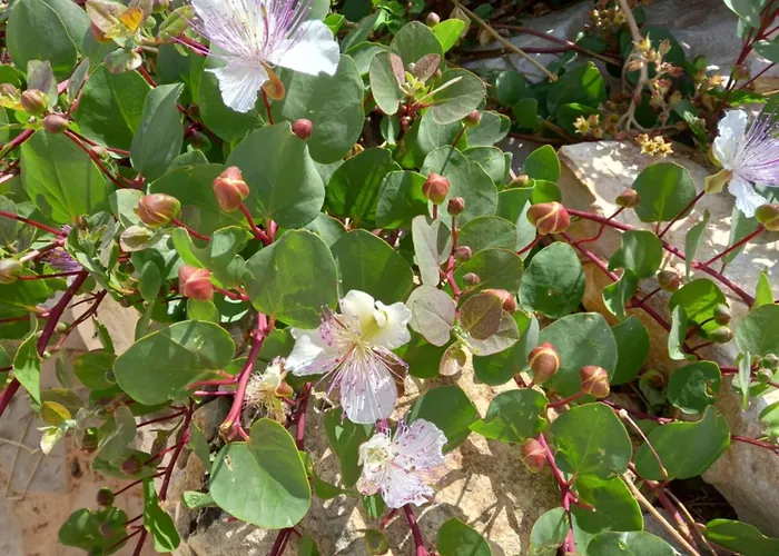 Vakantiehuis Citta Felice Scicli